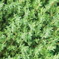 thumbnail image 6 of 3 English Thyme Plants Live - 3 to 6 Inch Culinary Thyme Herb Plants, Fragrant Herb, Well Rooted in Soil No Pot, 6 of 6