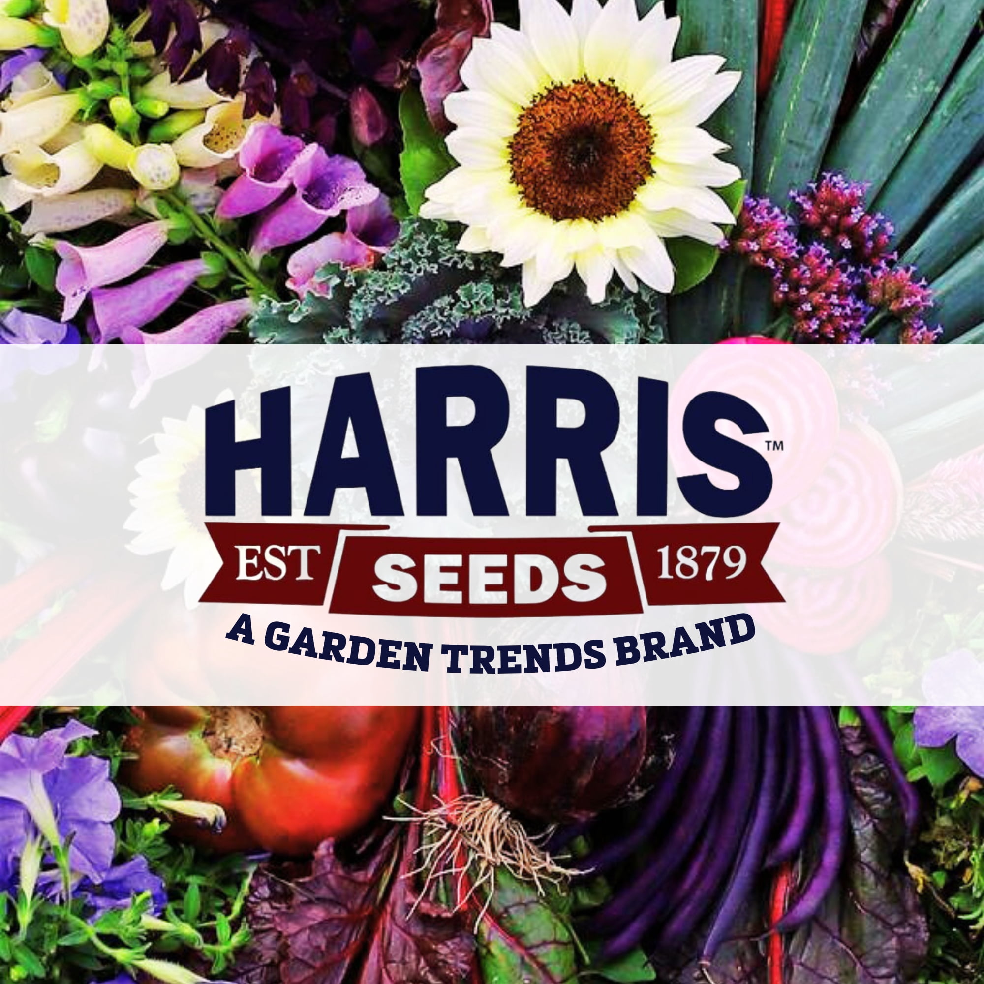 Harris Seeds - Vinca Solar Mix F1 Seeds - 250 Seeds