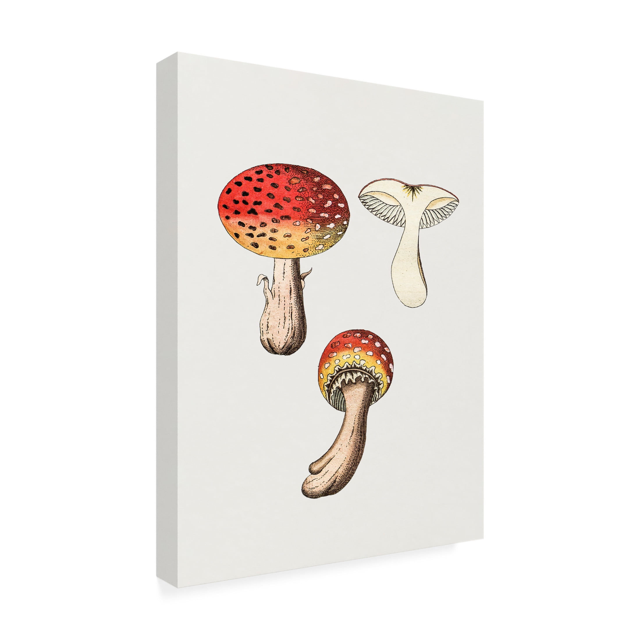 Trademark Fine Art Pictufy  Hand Drawn Fly Agaric Mushroom Canvas Wall Art
