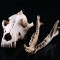 thumbnail image 2 of Adorno decorativo de resina NQ calavera de lobo, 2 of 3