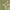 Olive/Natural, variant on SAFAVIEH Courtyard Kevin Floral Indoor/Outdoor Area Rug, 7'10" x 7'10" Square, Natural/Brown