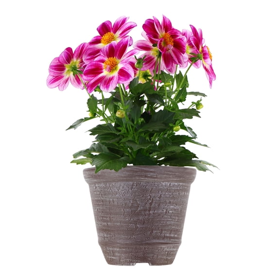 Better Homes & Gardens 14" Bicolor Dahlia Live Plants in 6.5" Decorative Pot Full Sun