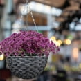 thumbnail image 3 of Artificial Fake Plants Flowers for Outdoors,Uv Resistant Faux Plastic Colorful Mix Violet Flowers for Outside Spring Summer Decor,Artificial Flowers for Table Decoration,Artificial Violet in Pot, 3 of 7
