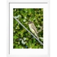 thumbnail image 2 of Eastern Phoebe Framed Print Wall Art by Gary Carter Sold by Art.Com, 2 of 5