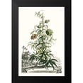 thumbnail image 2 of Munting, Abraham 11x14 Black Modern Framed Museum Art Print Titled - Munting Garden Varieties I, 2 of 5