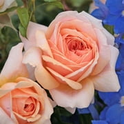 Heirloom Roses Veranda® Cream™ Floribunda Rose Bush, Own-Root, Repeat Blooming, Hardy