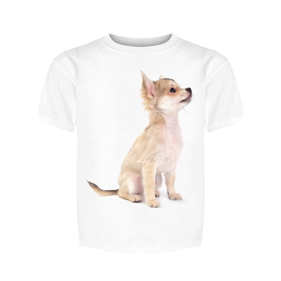 Cute Small Chihuahua Looks Up Tee Girl's -Image by Shutterstock