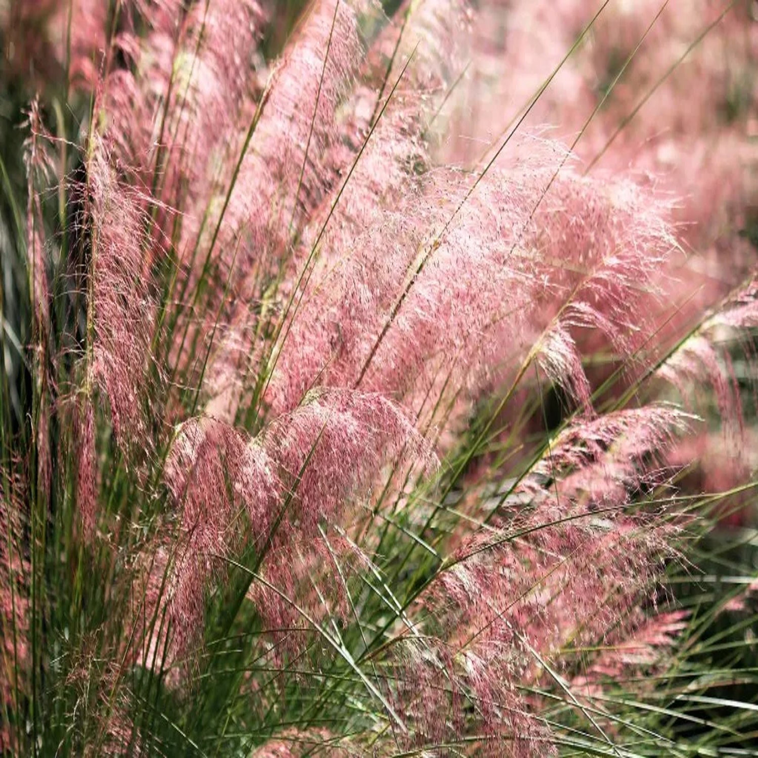 Expert Gardener 1 ft Capillaris - Pink Muhly Live Grass in 3- Gallon Grower Pot