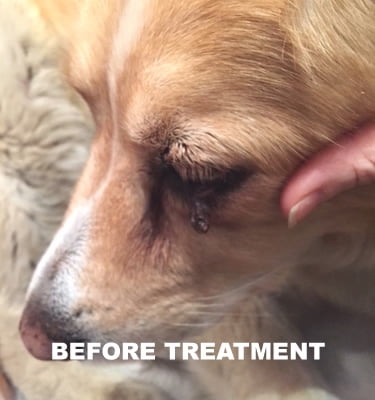 best dog wart remover