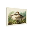 thumbnail image 2 of John James Audubon 'Trumpeter Swan' Canvas Art, 2 of 3