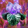 thumbnail image 2 of Iris Plant, Iris Is Cold-Resistant,  Excellent Choice For Gardeners, Pleasantly Scented - Good as Cut Flowers - Perennializing  Easy to Grow Live Plants - Outdoor Garden, ﻿, 2 of 5