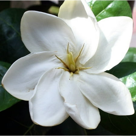 Works Gardenia - HeavenScent Double Tahitian Gardenia - Intoxicating Scent - 4