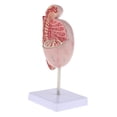 thumbnail image 3 of Modelo educativo 4D modelo de anatomía masculinoMédico sistema urinario órgano testículo modelo para fisiología educación ciencia est yotijar Modelo de órgano testicular anatómico, 3 of 7