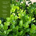 thumbnail image 3 of 6 Live Manhattan Euonymus Plants (Euonymus Kiautschovicus ‘Manhattan’) – Evergreen Shrub for Hedges, Thriving in 2.5” Nursery Cubes, 3 of 6