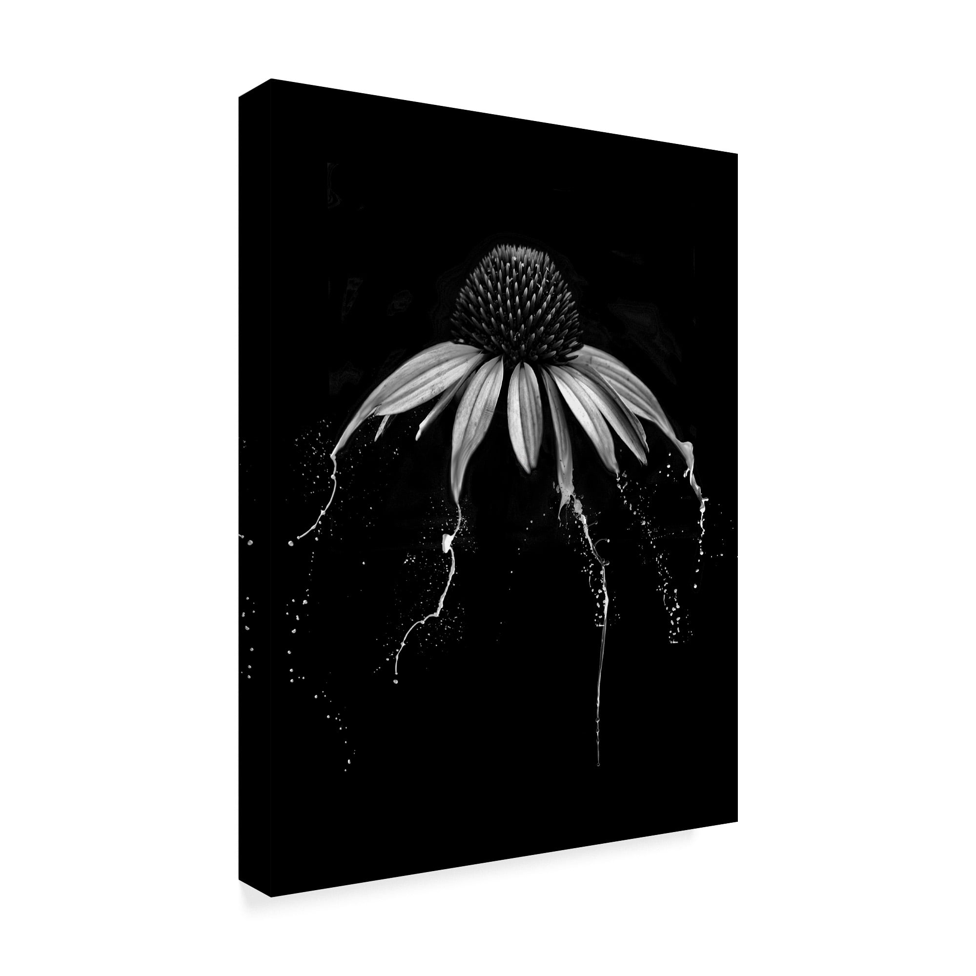Echinacea Black And White' Canvas Art by Lori Hutchison