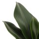 thumbnail image 4 of Decoración Del Hogar Plantas Falsas Sunnimix Hoja de Orquídea Artificial, 4 of 6