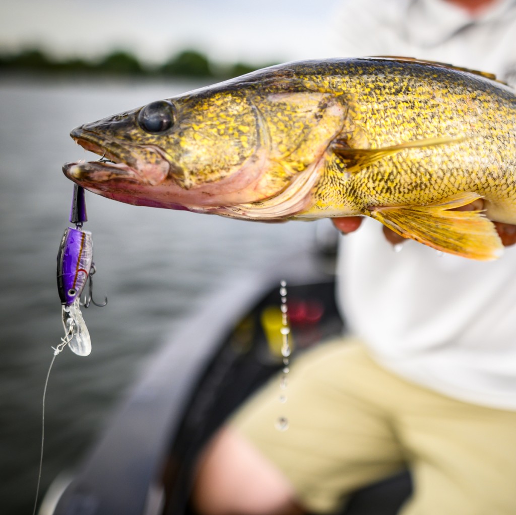 colorado blade size for walleye