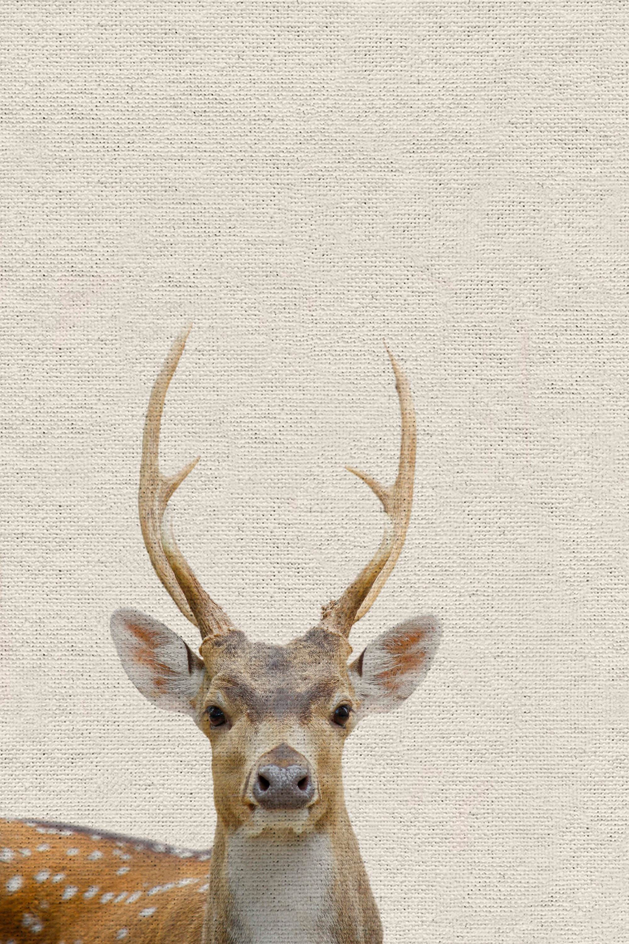Little Antler Painting Print on Wrapped Canvas