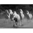 thumbnail image 2 of Walker, Carol 18x14 Black Ornate Wood Framed with Double Matting Museum Art Print Titled - White Running Horses Border, 2 of 4