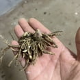Hosta Bulbs For Planting Perennial Hosta Plants Bulbs Hosta Plants vsdgher-christmas-trees-couch-cushion-covers-sofa-covers-washable