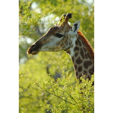Boer Giraffe III Wall Decal