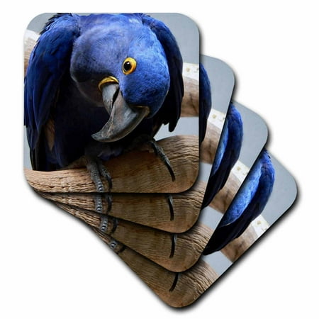 

Blue Parrot set of 8 Coasters - Soft cst-18121-2