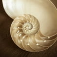 thumbnail image 2 of Semenza, Marlana 26x26 Gold Ornate Wood Framed with Double Matting Museum Art Print Titled - Natural Nautilus, 2 of 4