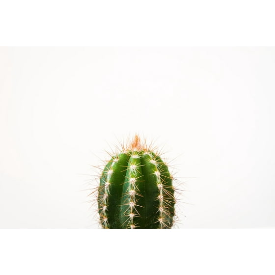 Framed Art For Your Wall Green Thorn Cactus Plant 10x13 Frame Framed Art For Your Wall Green Thorn Cactus Plant 10x13 Frame Com