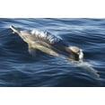 thumbnail image 2 of Anon, Josh 18x13 White Modern Wood Framed Museum Art Print Titled - South Cape Town A bottlenose dolphin, 2 of 4