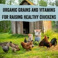 thumbnail image 5 of Scratch & Peck Feeds  40 lbs Organic Layer with Corn 16 Percent Chicken & Duck Poultry Feed, 5 of 7