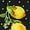 Black-Lemon, variant on INSPIRE CHIC Women's Work Casual Fitted Blazer Notch Lapel Printed Open Front Suit Jacket XS Blue-Floral