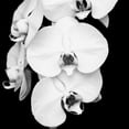 thumbnail image 2 of Jeff Maihara 15x15 Gallery Wrapped Canvas Wall Art Titled - Orchid Portrait I, 2 of 4