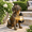 Bronze - Dog with Lantern, variant on Black - Crow With Lantern Solar Garden Statue Outdoor Lawn Yard Decoration