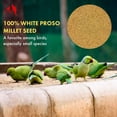 Morning Bird White Proso Millet Seed, Healthy Bird Food, Nutritious