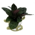 thumbnail image 2 of Snaggle Tooth Green  Halloween Planter with House Plant -4" Green Ceramic Pot, 2 of 4