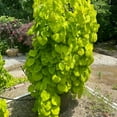 thumbnail image 2 of Expert Gardener 3-4 ft. Golden Falls Redbud Live Tree in 7-Gallon Grower Pot, 2 of 6