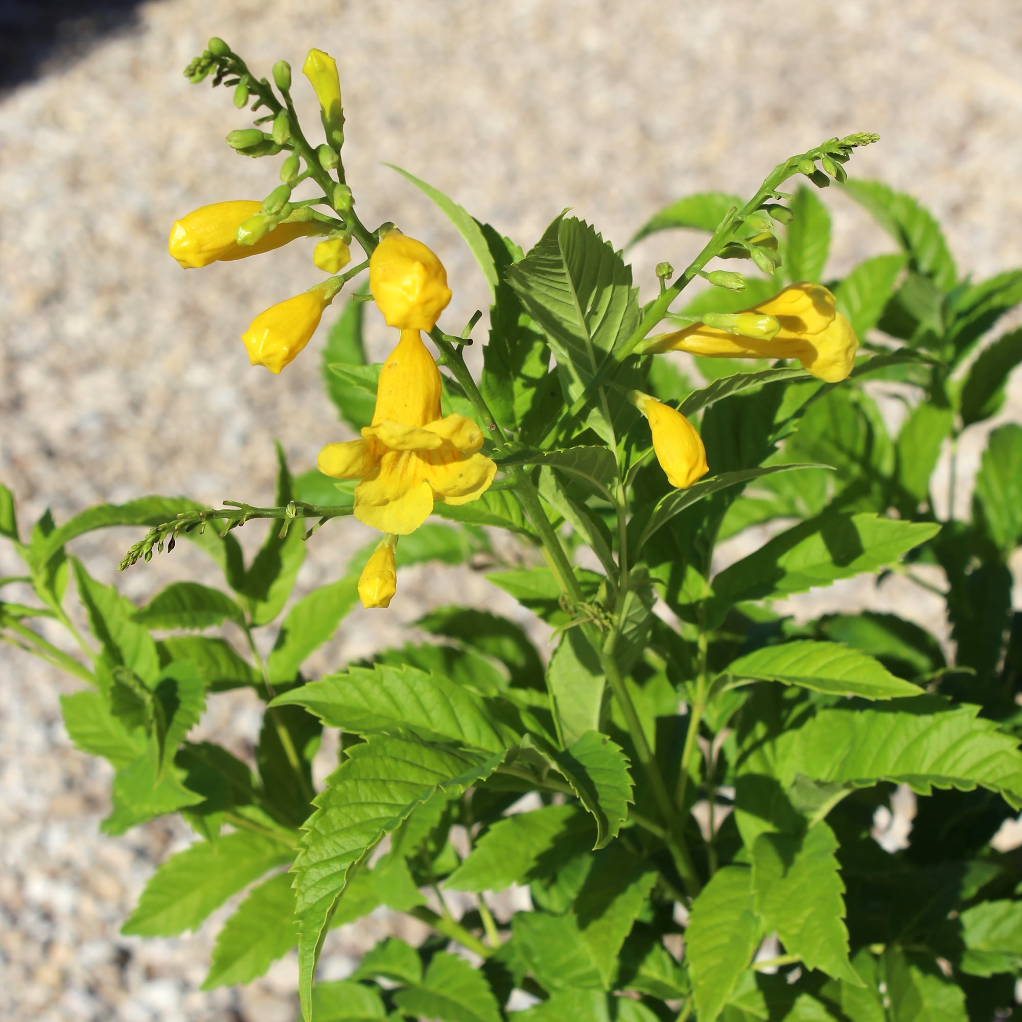 "Island Blooms Tecoma Stans Gold Star Esperanza, 26"" - 30"" Tall