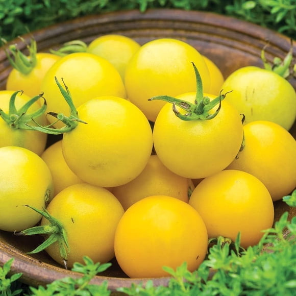 GSDWIUEW 100 Honey Delight Hybrid Tomato Seeds Yellow Slicing Saladette Variety Vegetable Seeds for Planting Sweet Flavor for Salads & Cooking
