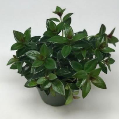 Columnea gloriosa (Goldfish Plant) 4" - Walmart.com - Walmart.com