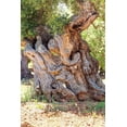 thumbnail image 2 of Wilson, Emily 23x32 Black Ornate Wood Framed with Double Matting Museum Art Print Titled - Italy-Apulia-Province of Brindisi-Ostuni Huge ancient olive tree, 2 of 4