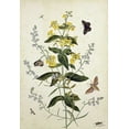 thumbnail image 2 of Robins, Thomas Jr. 23x32 Gold Ornate Wood Framed with Double Matting Museum Art Print Titled - Yellow Loosestrife and Other Wild Flowers, 2 of 4