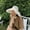 Beige, variant on Fashion Straw Hat Women Summer Floral Lace Beach Hat Holiday Sun Visor Strap Adjustable Wide Brim Floppy Hat Girl Cap Elegant