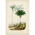 thumbnail image 3 of DOrbigny, M. Charles 11x14 Black Modern Framed Museum Art Print Titled - Antique Palm Collection II, 3 of 5