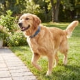 thumbnail image 4 of Vibrant Life Reflective Adjustable Dog Collar, Blue, L, 4 of 11