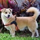 thumbnail image 2 of Arnés para perros sin tirones, ultrasuave, transpirable, acolchado, para mascotas, 2 botones ajustables, arnés reflectante 3M para mascotas para perros (L, naranja brillante), 2 of 5