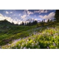 thumbnail image 2 of Jaynes Gallery 14x11 White Modern Wood Framed Museum Art Print Titled - USA-Washington-Mt-Rainier National Park-Mountain meadow with wildflowers, 2 of 4