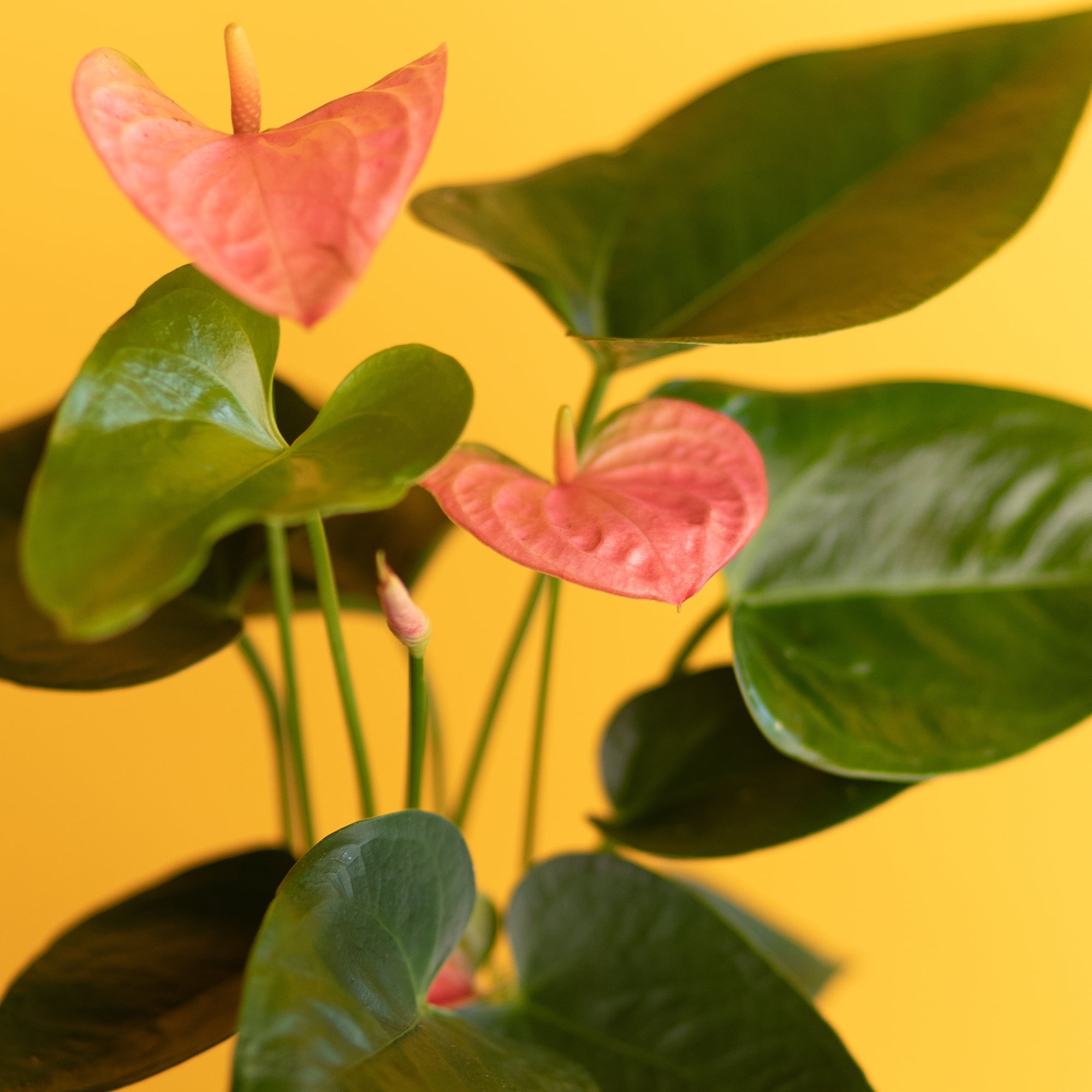 Altman Plants Pink Mix Anthurium Plant Gift, White Pot, 14-18" Tall Clean Air House Plant