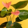thumbnail image 6 of Altman Plants Pink Anthurium, 14-18" Tall Flamingo Flower, Air Purifying Easy Houseplant, 6 of 12