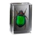 thumbnail image 5 of Yuarrent Exquisito ejemplar de resina para fines didácticos y coleccionadores y para niños. Espécimen de insecto real Chafer de patas rojas Abejorro de patas rojas 2Conjunto, 5 of 6