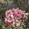 thumbnail image 5 of Proven Winners ColorChoice 5" Multicolor Czechmark Trilogy Weigela Live Plant in 4.5" Pot (4 Count), 5 of 11